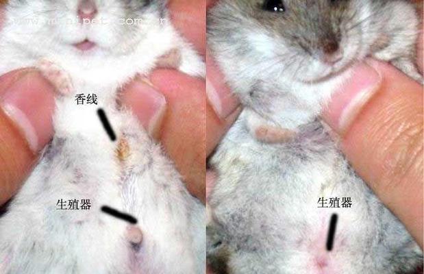 长尾仓鼠饲养全攻略，打造健康幸福的家园