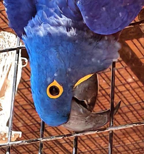 紫蓝金刚鹦鹉饲养指南：健康快乐的养护技巧