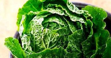 高丽兔科学饲养指南：健康生长与高效繁殖技巧