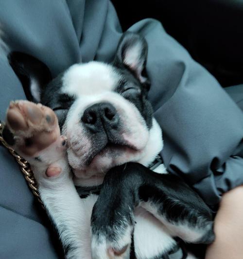 波士顿梗饲养指南:科学方法让狗狗更健康快乐 波士顿梗饲养指南:科学方法让狗狗更健康快乐