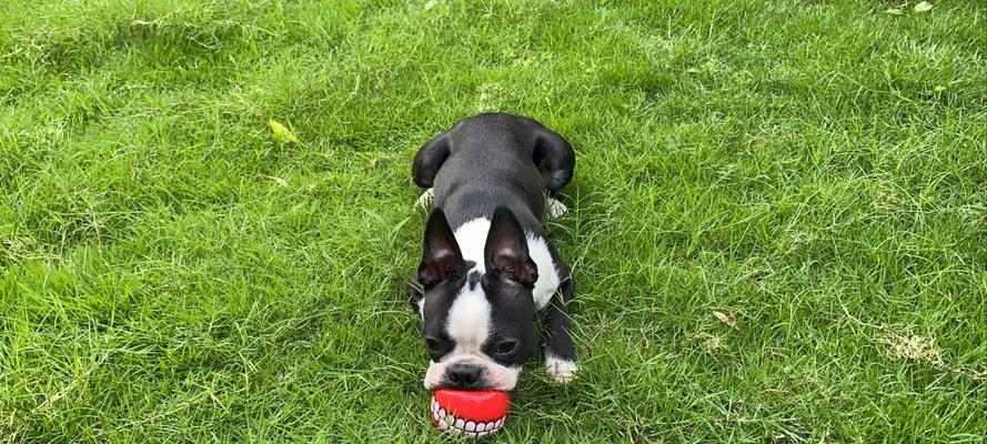 波士顿梗饲养指南:科学方法让狗狗更健康快乐 波士顿梗饲养指南:科学方法让狗狗更健康快乐