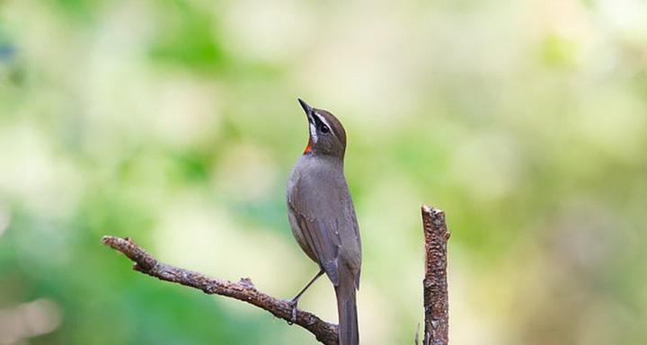 红靛颏儿饲养全攻略:环境、饮食与健康要点 红靛颏儿饲养全攻略:环境、饮食与健康要点