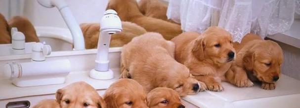 狗狗洗澡注意事项大全，让毛孩健康舒适洗澡