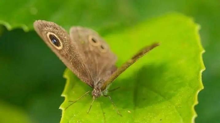 四眼蝶饲养指南：健康快乐的宠物鱼生活秘诀