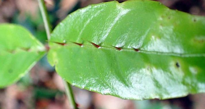 四眼蝶饲养指南：健康快乐的宠物鱼生活秘诀