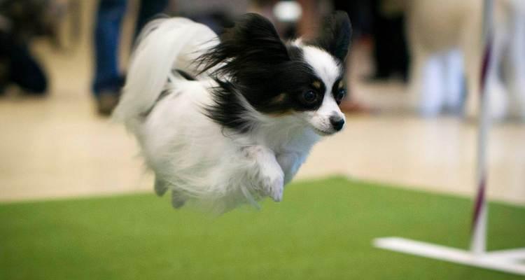 边境牧羊犬上厕所训练技巧,养成良好习惯 边境牧羊犬上厕所训练技巧,养成良好习惯