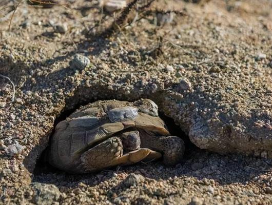 德州地鼠龟饲养指南：健康快乐成长的关键要素
