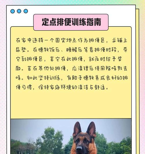 边境牧羊犬上厕所训练技巧,养成良好习惯 边境牧羊犬上厕所训练技巧,养成良好习惯