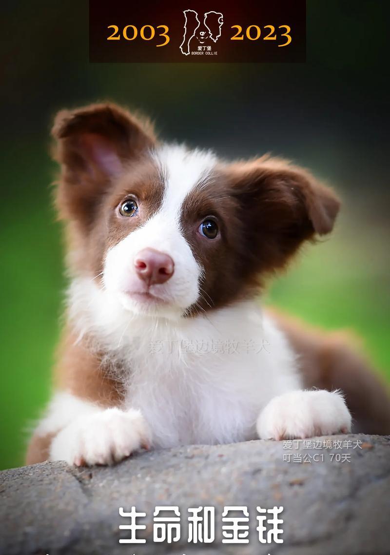 边境牧羊犬上厕所训练技巧,养成良好习惯 边境牧羊犬上厕所训练技巧,养成良好习惯