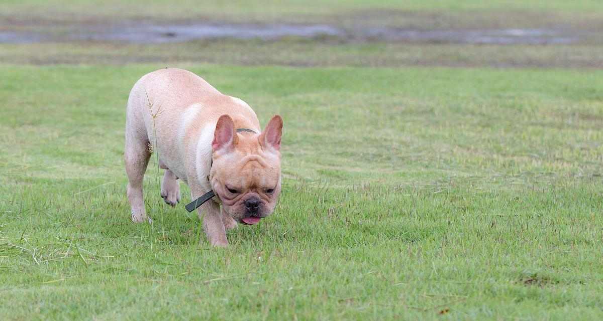 如何训练斗牛犬听从指令，养成良好习惯