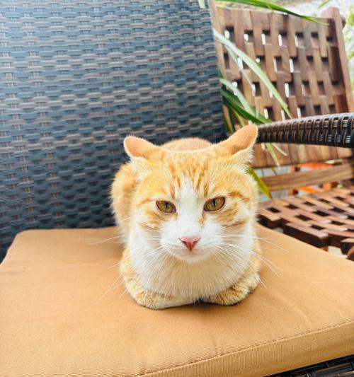 中国狸花猫科学饲养指南：从选购到日常护理全解析