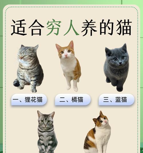 中国狸花猫科学饲养指南：从选购到日常护理全解析