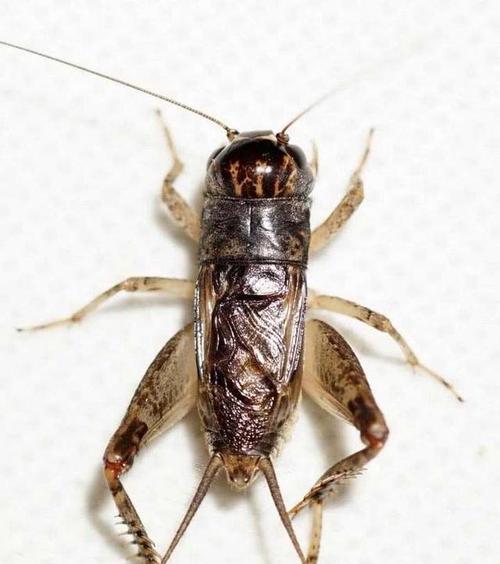 蟋蟀饲养全攻略：健康生活技巧与注意事项