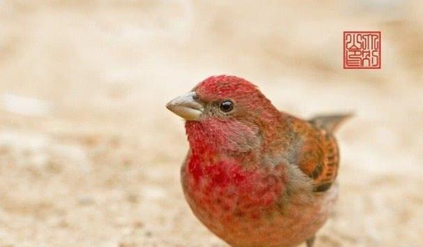 北朱雀饲养全攻略:健康快乐的养护方法 北朱雀饲养全攻略:健康快乐的养护方法