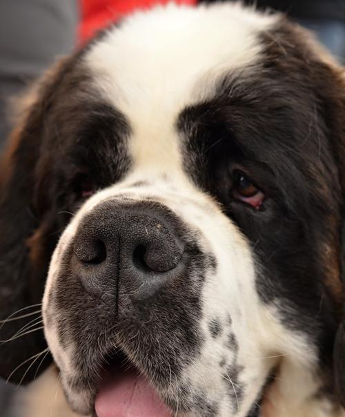 大瑞士山地犬的饲养技巧与健康生活指南 大瑞士山地犬的饲养技巧与健康生活指南