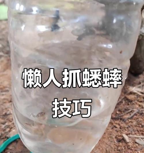 蟋蟀饲养全攻略：健康生活技巧与注意事项