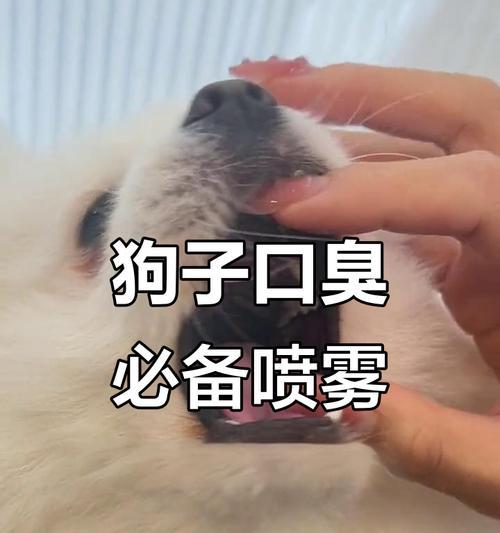 宠物资讯