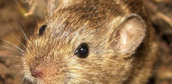 社田鼠饲养全攻略:环境、饮食与健康护理 社田鼠饲养全攻略:环境、饮食与健康护理