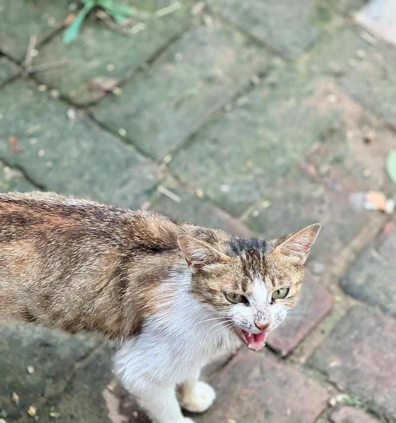 中国狸花猫科学饲养指南：从选购到日常护理全解析