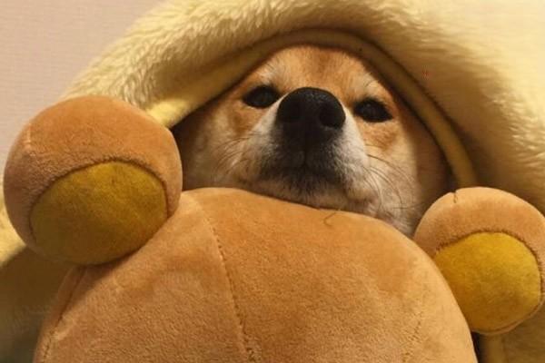 母犬低血糖症症状及应对措施