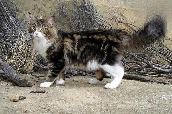 犬猫糖尿病症状与治疗指南