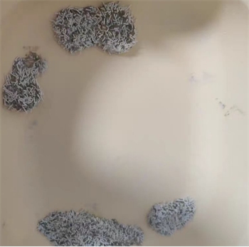 萌小八豆腐猫砂无尘效果如何?测评实测结果 萌小八豆腐猫砂无尘效果如何?测评实测结果