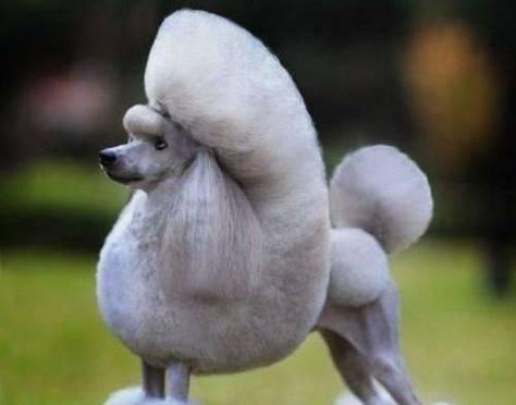 贵宾犬掉毛原因解析与有效护理方法 贵宾犬掉毛原因解析与有效护理方法