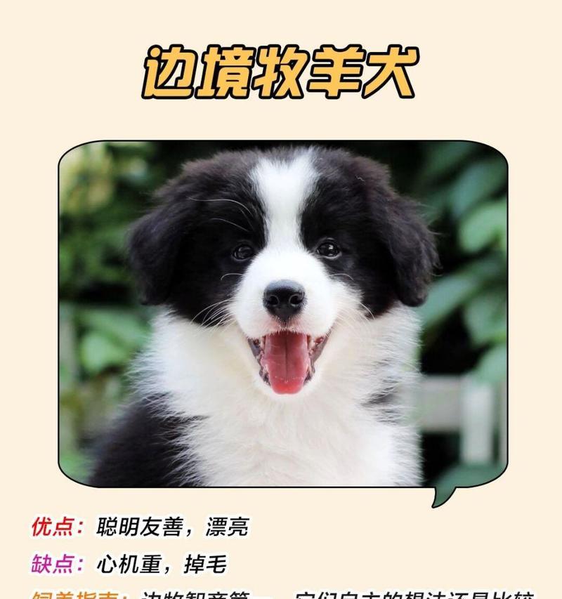 贵宾犬掉毛原因解析与有效护理方法 贵宾犬掉毛原因解析与有效护理方法