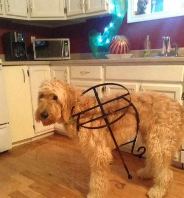 贵宾犬掉毛原因解析与有效护理方法 贵宾犬掉毛原因解析与有效护理方法