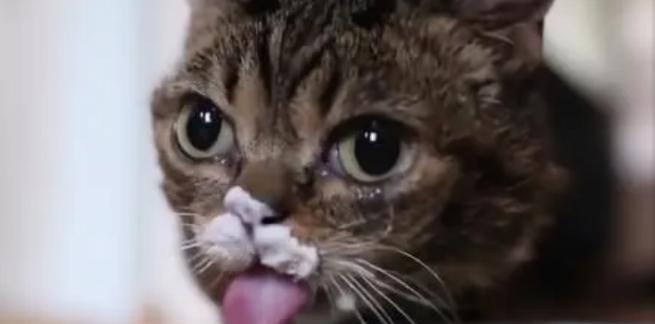 猫为何喜欢酸奶?揭秘背后的原因与健康影响 猫为何喜欢酸奶?揭秘背后的原因与健康影响