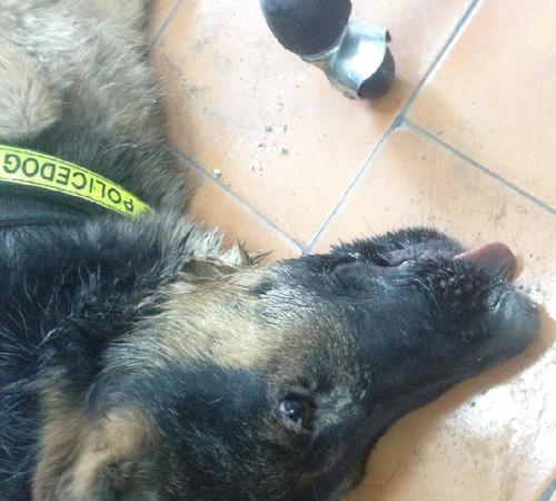 狗狗双甲眯中毒症状及急救措施指南 狗狗双甲眯中毒症状及急救措施指南