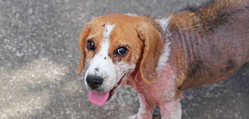 狗狗双甲眯中毒症状及急救措施指南 狗狗双甲眯中毒症状及急救措施指南