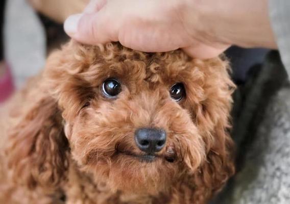 泰迪狗换牙护理全攻略,健康牙齿从这里开始 泰迪狗换牙护理全攻略,健康牙齿从这里开始