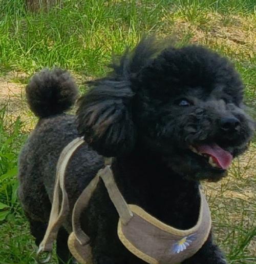 泰迪狗换牙护理全攻略,健康牙齿从这里开始 泰迪狗换牙护理全攻略,健康牙齿从这里开始