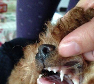 泰迪狗换牙护理全攻略,健康牙齿从这里开始 泰迪狗换牙护理全攻略,健康牙齿从这里开始