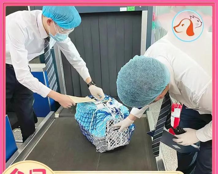 寄送宠物必备物品清单及注意事项 寄送宠物必备物品清单及注意事项