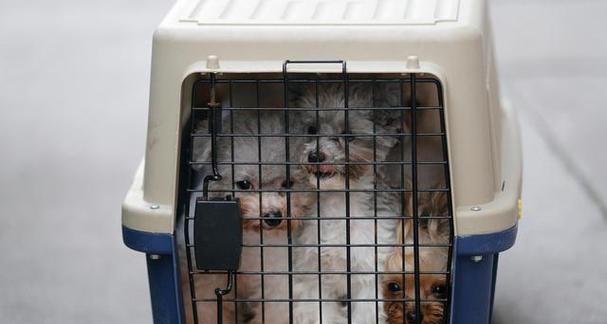 寄送宠物必备物品清单及注意事项 寄送宠物必备物品清单及注意事项