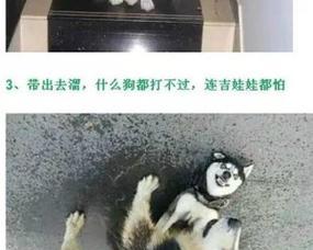 为何不宜养巨型犬?养育挑战全解析 为何不宜养巨型犬?养育挑战全解析