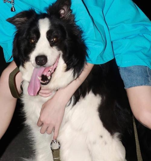 为何不宜养巨型犬?养育挑战全解析 为何不宜养巨型犬?养育挑战全解析