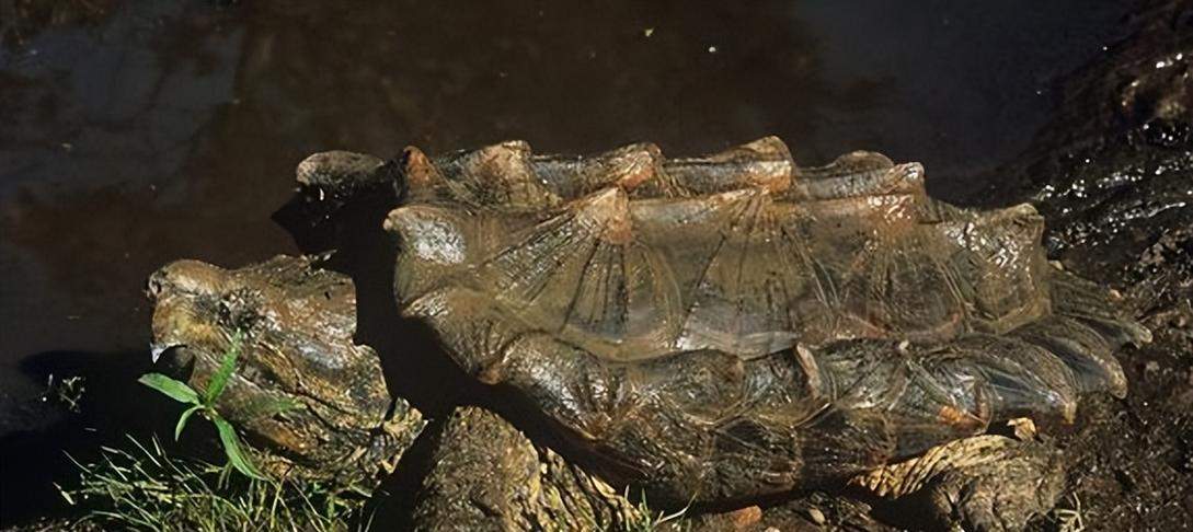 如何科学饲养大鳄龟,打造安全舒适的栖息环境 如何科学饲养大鳄龟,打造安全舒适的栖息环境