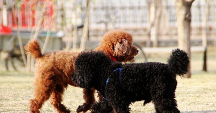 泰迪狗狗肠子堵了的常见症状与应对方法