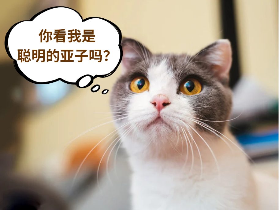 猫咪智商有差异？看这些小测试就知道