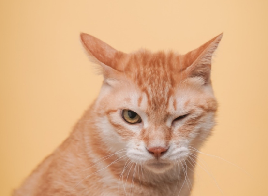 猫咪乱尿解决方法，如何防止猫咪在床上排尿