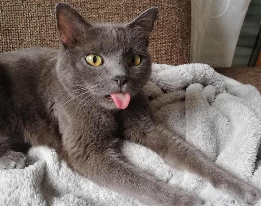 猫咪乱尿解决方法，如何防止猫咪在床上排尿