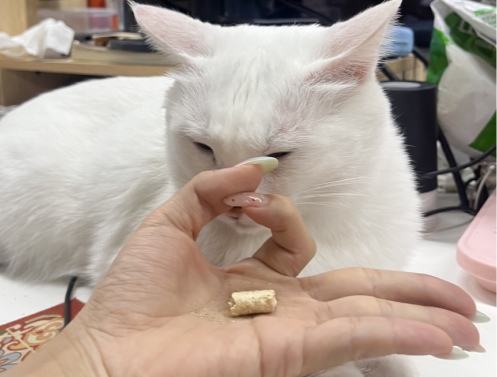 猫咪智商有差异？看这些小测试就知道