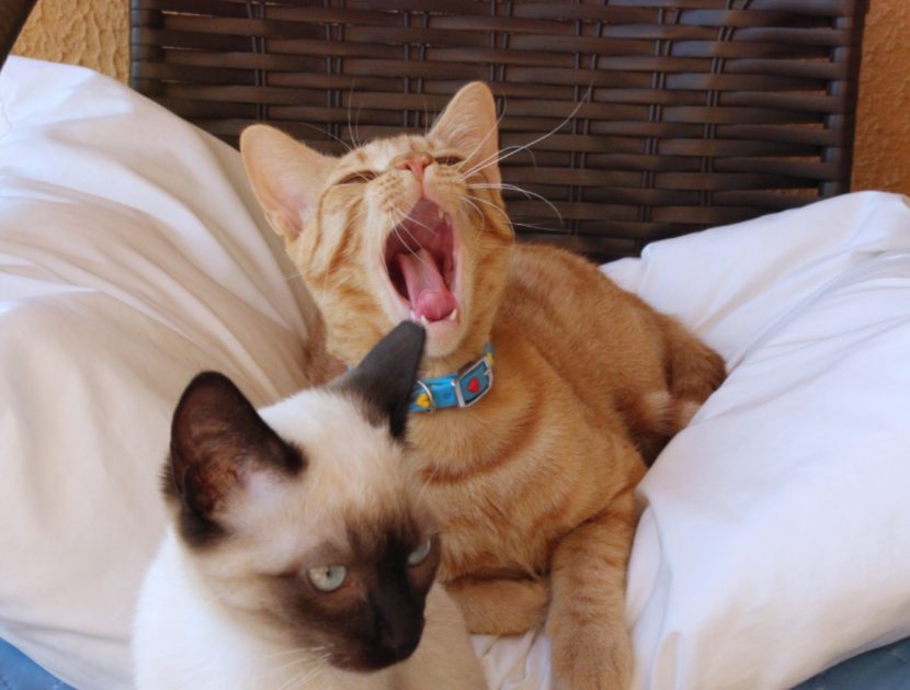 猫咪也会吃醋？这些表现你中了几条