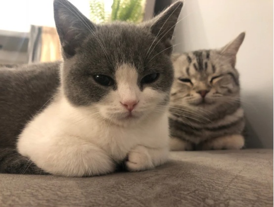 猫咪智商有差异？看这些小测试就知道