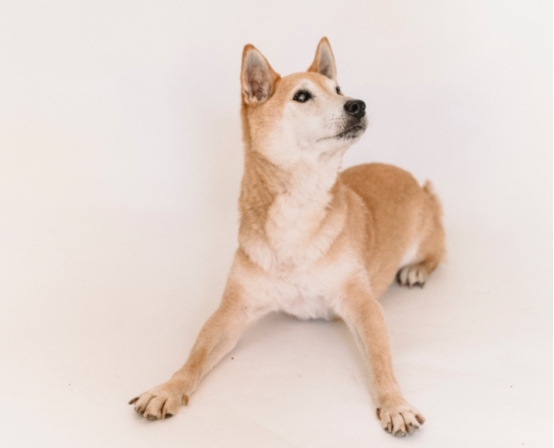 破解狗狗早晨乱叫行为逻辑与改善方法