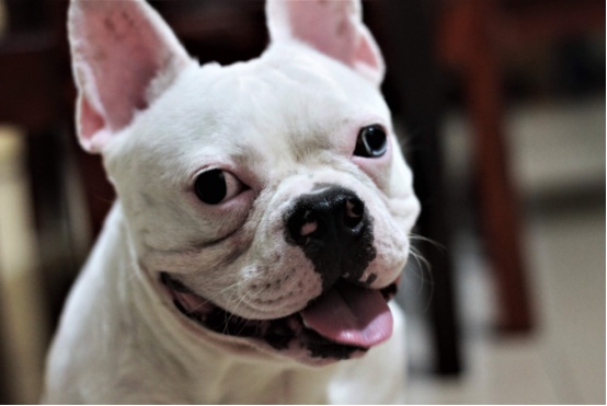 破解狗狗早晨乱叫行为逻辑与改善方法