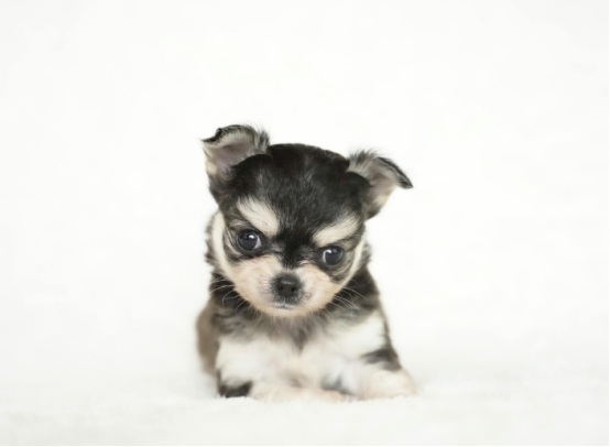 小奶狗到新家软便拉稀怎么办？科学应对方法揭秘